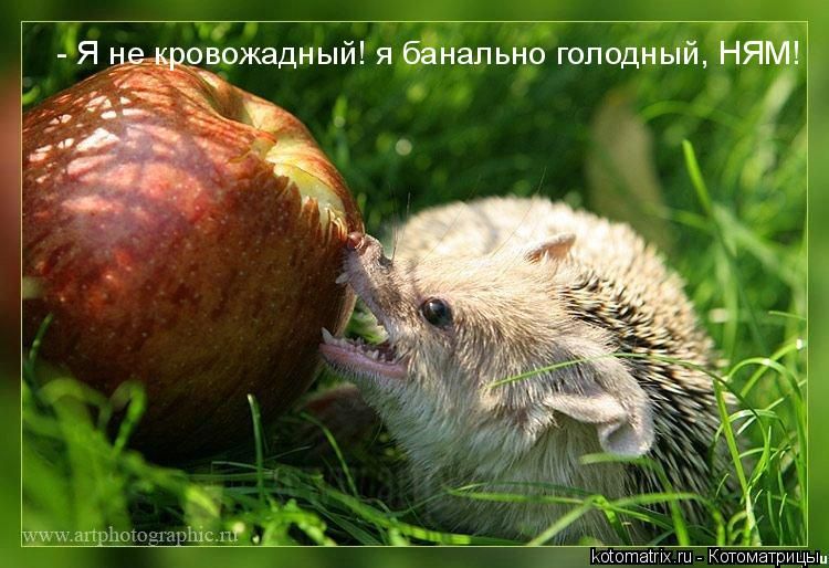 http://de.trinixy.ru/pics3/20080314/kotomatrix_09.jpg