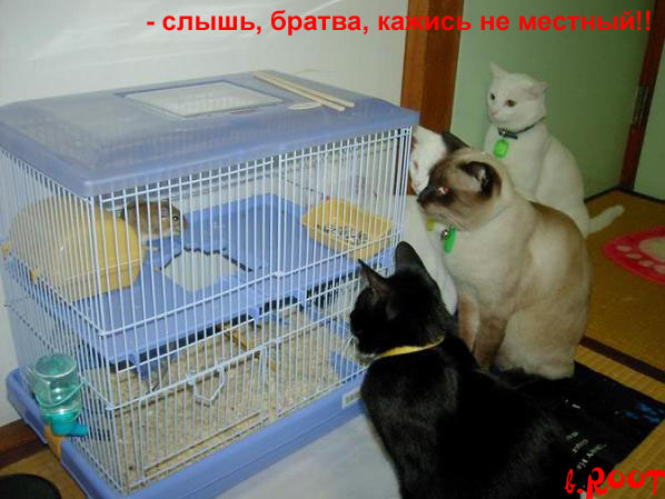 http://de.trinixy.ru/pics3/20080416/kotomatrix_11.jpg