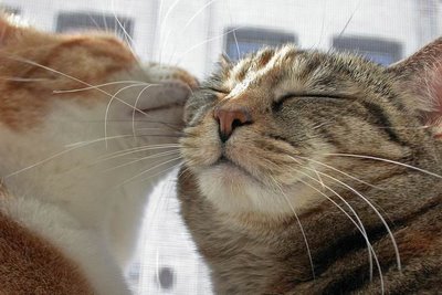 http://de.trinixy.ru/pics4/20090413/podb/6/cat_love_11.jpg