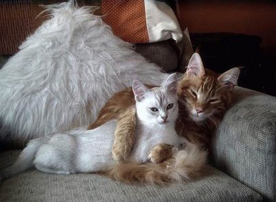 http://de.trinixy.ru/pics4/20090413/podb/6/cat_love_16.jpg