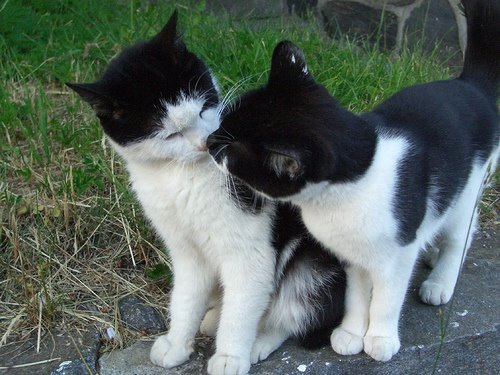http://de.trinixy.ru/pics4/20090413/podb/6/cat_love_23.jpg