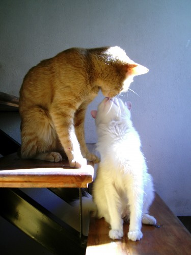 http://de.trinixy.ru/pics4/20090413/podb/6/cat_love_27.jpg