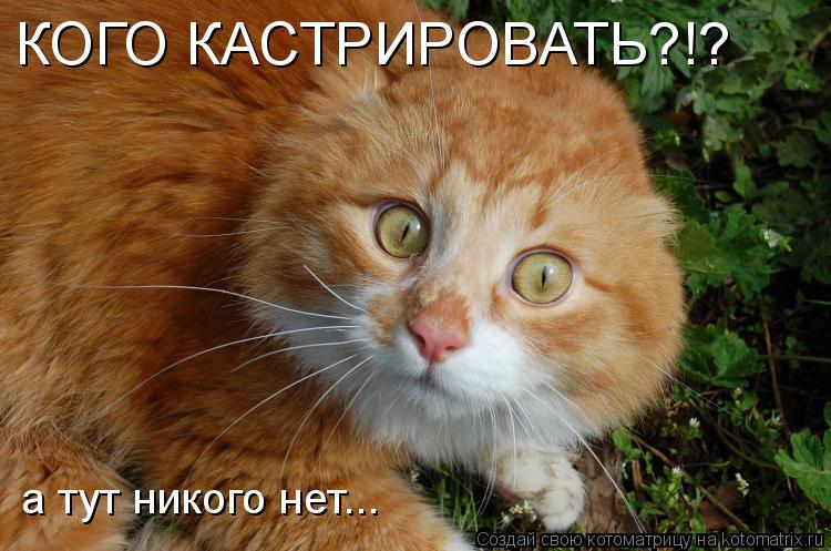 http://de.trinixy.ru/pics4/20090430/kotomatrix_02.jpg