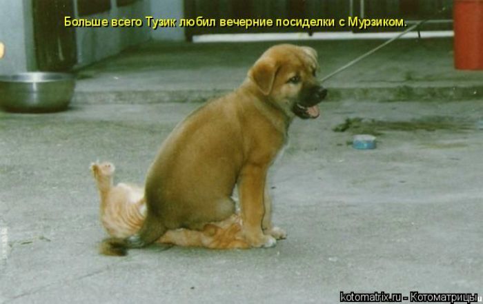 http://de.trinixy.ru/pics4/20090904/kotomatrix_61.jpg