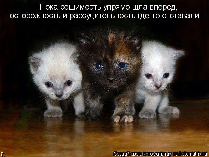 http://de.trinixy.ru/pics4/20091103/catmatrix_08.jpg