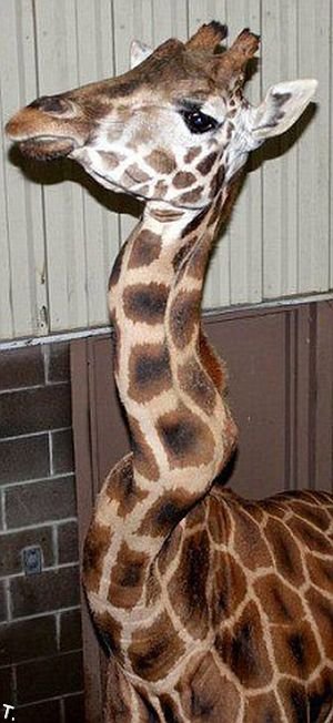 http://de.trinixy.ru/pics4/20091127/giraffe_with_a_crick_in_her_neck_03.jpg