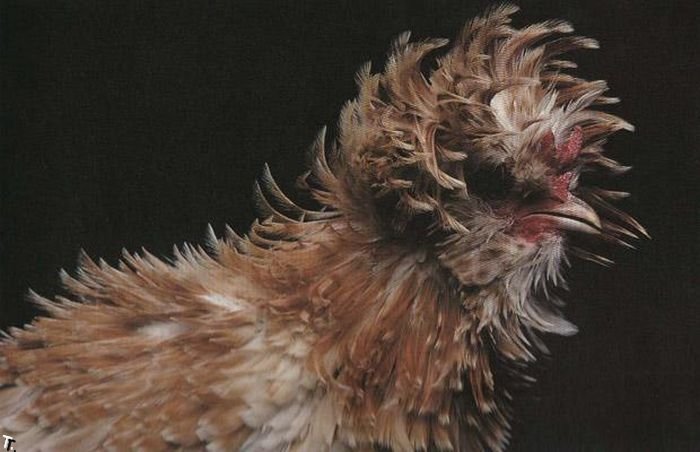 http://de.trinixy.ru/pics4/20091130/extraordinary_chickens_from_around_the_world_03.jpg