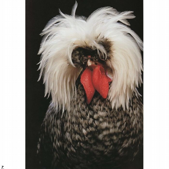 http://de.trinixy.ru/pics4/20091130/extraordinary_chickens_from_around_the_world_05.jpg