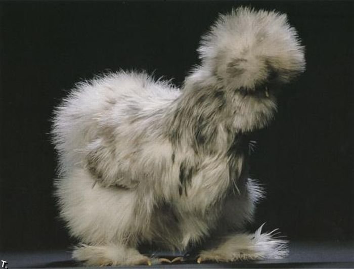 http://de.trinixy.ru/pics4/20091130/extraordinary_chickens_from_around_the_world_10.jpg
