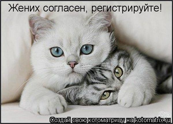 http://de.trinixy.ru/pics4/20100226/kotomatrix_36.jpg