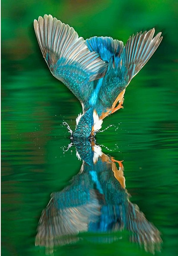 http://de.trinixy.ru/pics4/20100323/hunting_kingfisher_04.jpg