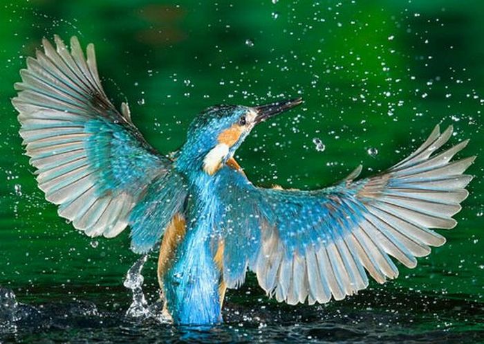 http://de.trinixy.ru/pics4/20100323/hunting_kingfisher_12.jpg
