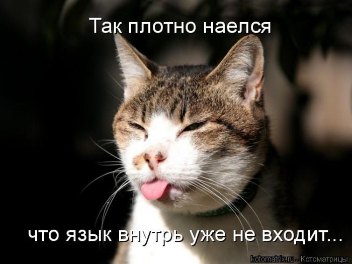 http://de.trinixy.ru/pics4/20100813/kotomatrix_08.jpg