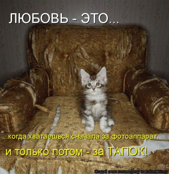 Картинки коты  Kotomatrix_07