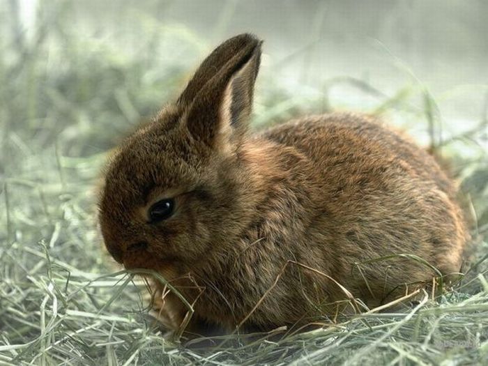 кролики - Страница 2 Cute_rabbits_02
