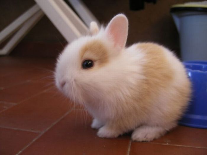 кролики Cute_rabbits_07