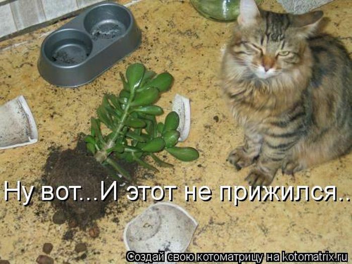 http://de.trinixy.ru/pics5/20120420/kotomatrix_18.jpg