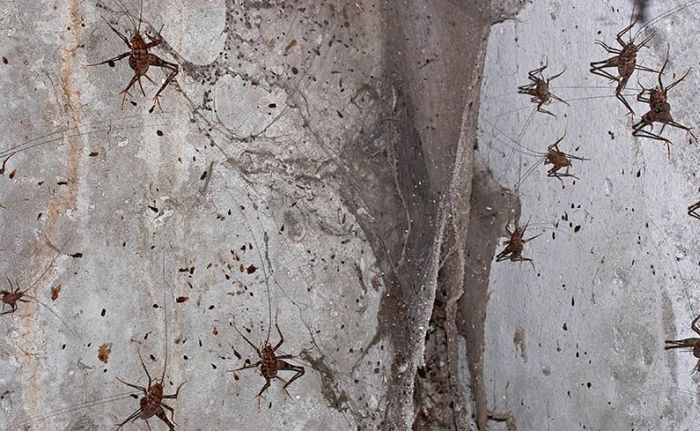 В московских подвалах размножаются пещерные кузнечики Grasshopper_10