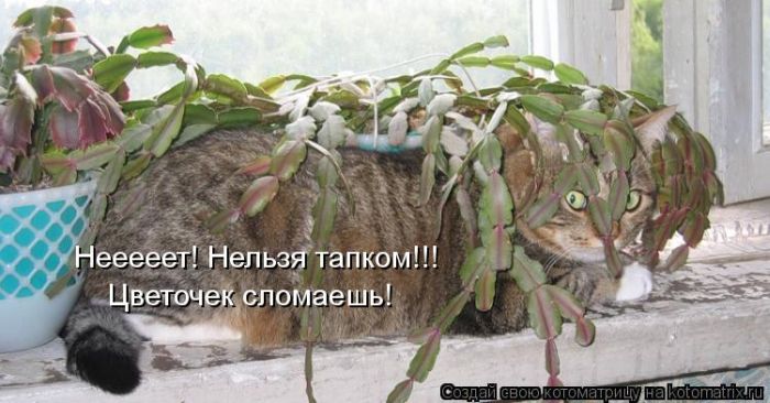 http://de.trinixy.ru/pics5/20120621/kotomatrix_06.jpg